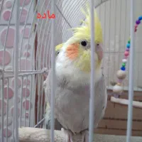 عروس هلندی نر و ماده