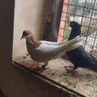 کبوتر نر ماده پلاکی زاغ یال چاهی دستی پرشی