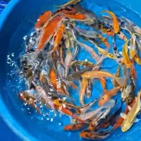 فروش نواع ماهی کوی|ماهی|سیرجان, |دیوار