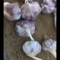 سیر تازه