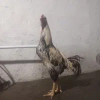 خروس لاری اصیل به شرط تضمینی