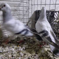 کبوتر|پرنده|زارچ, |دیوار