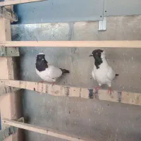 نر ماده پرستوی