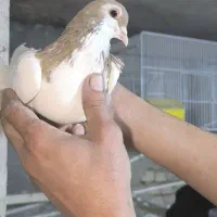 تعدادی ساده عروسک