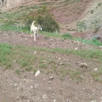 سگ سرابی سگ سرابی گمشده در خلخال