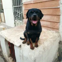 روتوایلر ماده ۲سال ونیم|سگ|قدس, شهر‌قدس|دیوار