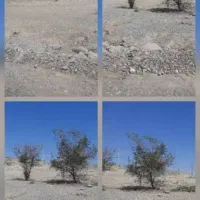 زمین اوله مسکن مهر