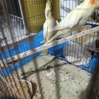 جفت عروس هلندی در کاکی