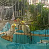 سه عدد عروس هلندی