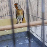 سره وسره قناری قرس وکفتر پشتدری|پرنده|ری, سیزده آبان|دیوار