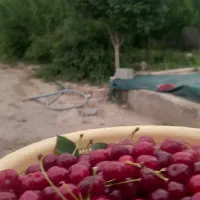 باغ ویلا ۱۰۰۰متری کلاکوب باغستان گوهرهشتم
