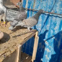 کفتر پلاکی|پرنده|شیراز, دست خضر|دیوار