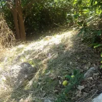 باغ لیمو پل بریم مله برفی