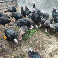 بوقلمون طبیعی ،خروس|حیوانات مزرعه|اردبیل, |دیوار