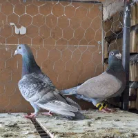 جفت طاوسی|پرنده|مرودشت, دولت آباد|دیوار