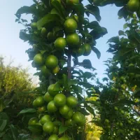 آلوچه خوشمزه و شیرین مناسب برا ترشک و مصرف روزمره