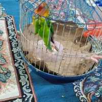 طوطی  برزیلی خوشگل ناز|پرنده|نهاوند, |دیوار