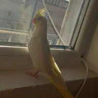 جوجه عروس هلندی|پرنده|دهگلان, |دیوار