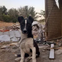 سگ پاکوتاه