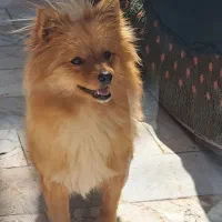 سگ پارمانین نسکافه ای