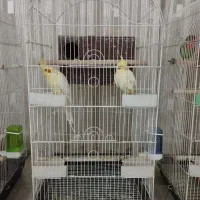 عروس هلندی کوتوله مرغ عشق|پرنده|مشهد, امیریه|دیوار