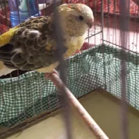 جفت طوطی آواز خوان ۶میلیون|پرنده|اهواز, بعثت|دیوار