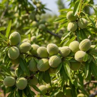 خرید نهال پسته احمدآقایی از نهالستان،پرداخت در محل|خدمات باغبانی و درختکاری|اقلید, |دیوار