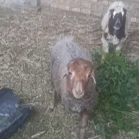 فروش دوتا بره نردوقلو