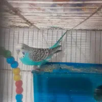 مرغ عشق|پرنده|دوگنبدان, |دیوار