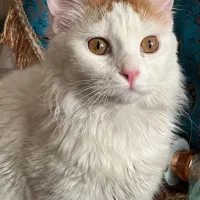 واگذاری فوری گربه