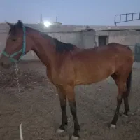 اسب|اسب و تجهیزات اسب‌سواری|رباط‌کریم, الارد|دیوار