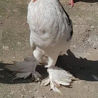 کبوتر ابومریم