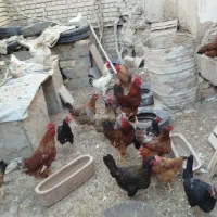 مرغ و خروس چت