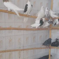کبوتر هوایی یکجایی و تکی