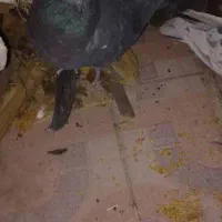 جفت پرشی با سرور ماوضه با طوقی نر|پرنده|ایذه, |دیوار