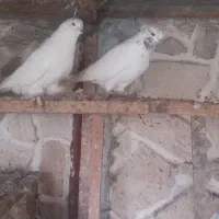 فروش کلی تعدادی کبوتر|پرنده|قائمشهر, |دیوار