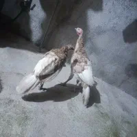بوقلمون بوربون