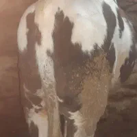 گوساله نردورگ سمینتال گوشتی۳۲۰ کیلو