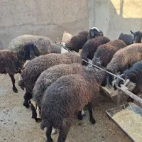 بزغاله و بره|حیوانات مزرعه|گرمسار, |دیوار