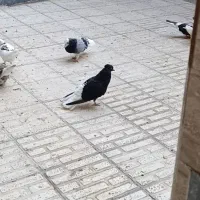 زاغ دم سفید|پرنده|اشتهارد, |دیوار