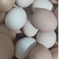 تخم مرغ محلی