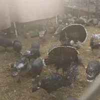 تخم مرغ گلین نطفه دار و تخم بوقلمون