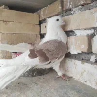 کبوتر دوبالی و شازده|پرنده|شهمیرزاد, |دیوار