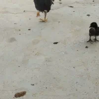 جوجه اصل محلی|حیوانات مزرعه|کاکی, |دیوار