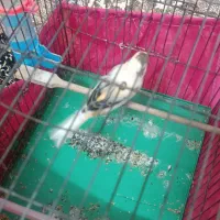 قناری ابلغ نر|پرنده|ری, تقی آباد|دیوار