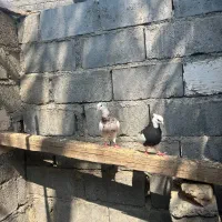 کفتر طوقی|پرنده|رودان, |دیوار