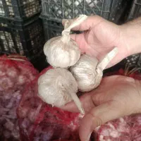 سیر مغان بذری