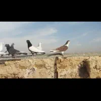 کبوتر پرشی رنگ جفت یک میلیون و ۲۰۰|پرنده|نصر آباد, |دیوار