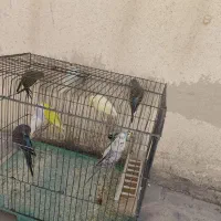 فروش تعدادی مرغ عشق