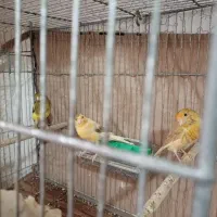 ماده قناری|پرنده|رشت, امین الضرب|دیوار